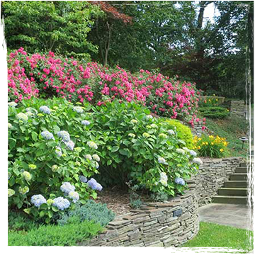 Stone retaining wall with pink and white flowering bushes.
