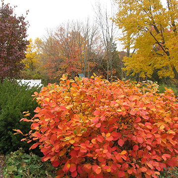 Fall foliage with bright orange bush in the foreground