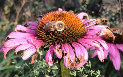 5 Easy Ways to Make Your Landscape More Eco-Friendly