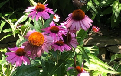 Environmentally Responsible Landscaping: What It Really Means