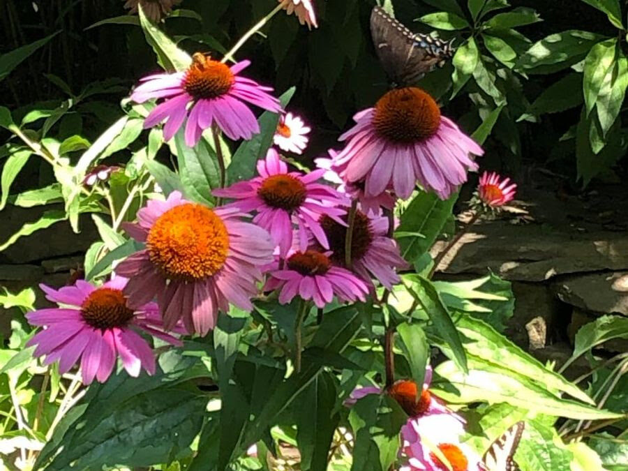 Environmentally Responsible Landscaping: What It Really Means