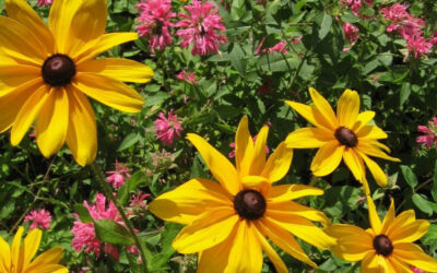 August 2025 Newsletter: Keep Your Landscape Beautiful All Season Long!
