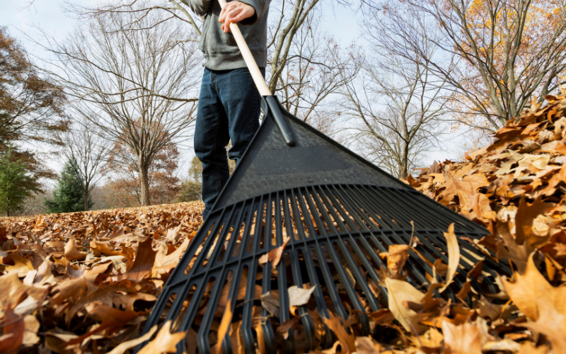 Leaf Cleanup 101: What To Rake, What To Leave