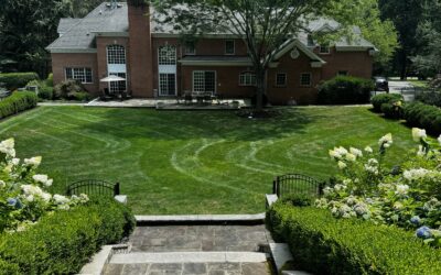 The Real Cost of Ignoring Invasive Plants on Your Property