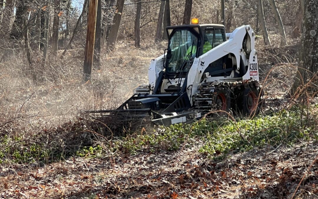 How Brush Cutting Can Reduce Ticks and Pests