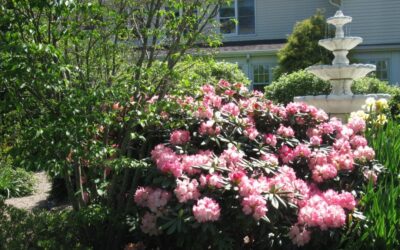 March 2026 Newsletter: Spring Has Arrived! Is Your Landscape Ready?
