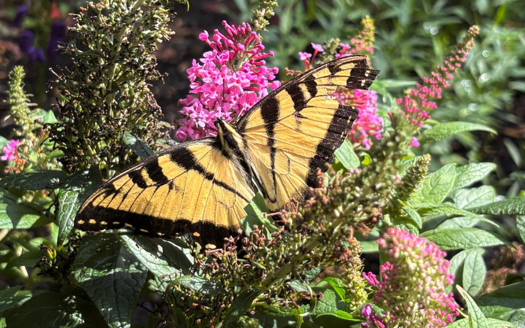 Protect Your Plants from Summer Stress Now!