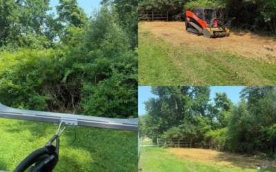 Reclaim Your Woods, Fields & Fence Lines from Invasive Species