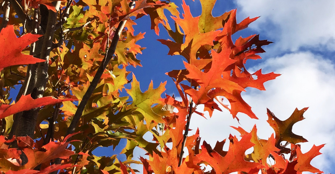 September 2026 Newsletter: Planting, Lighting & Looking Ahead