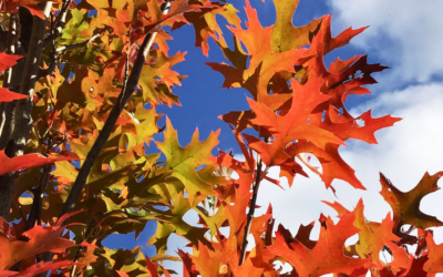 September 2026 Newsletter: Planting, Lighting & Looking Ahead